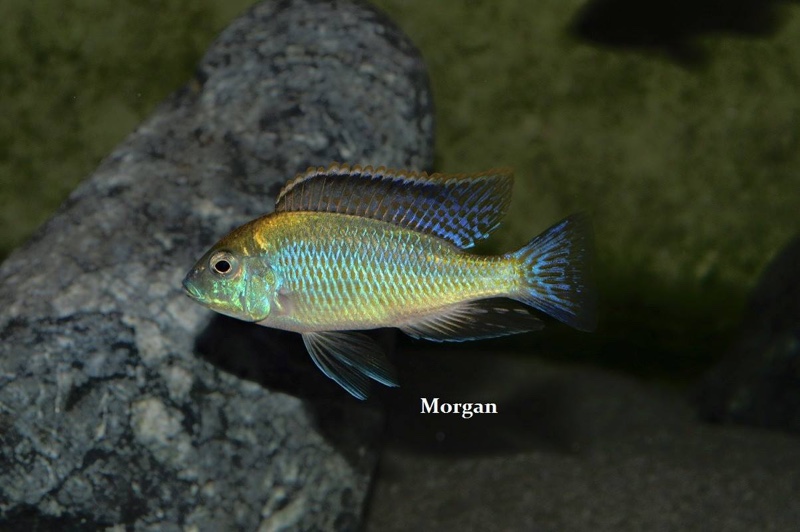 Mylochromis plagiotaenia 'Mdoka'